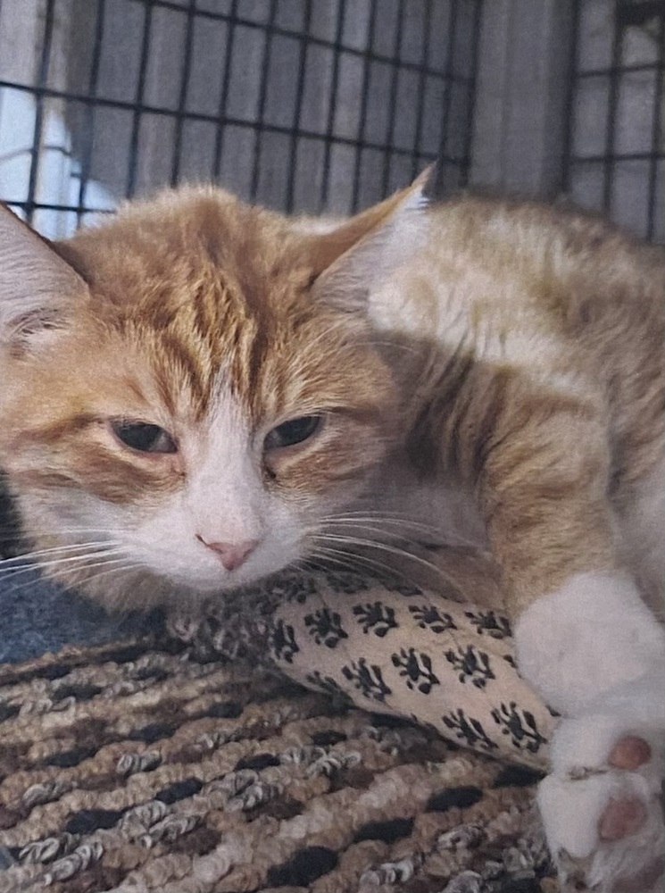 Tommy Tucker, an adoptable Domestic Short Hair in Fort Madison, IA, 52627 | Photo Image 2