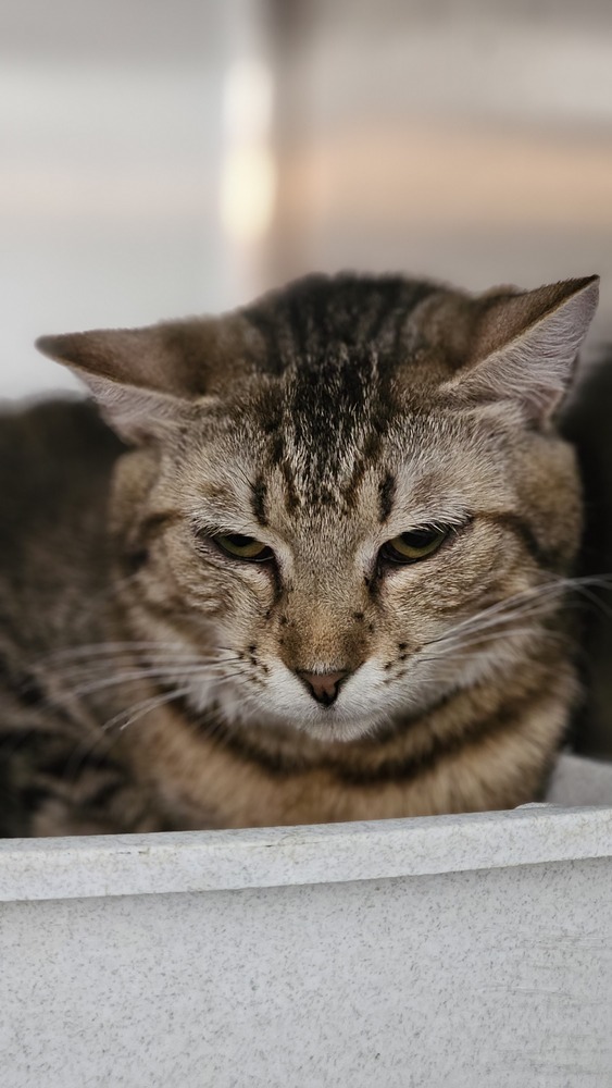 Hocus, an adoptable Domestic Short Hair in Fort Madison, IA, 52627 | Photo Image 1