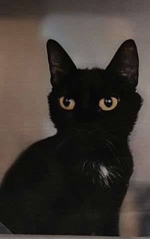 Wednesday, Adult Female Domestic Short Hair