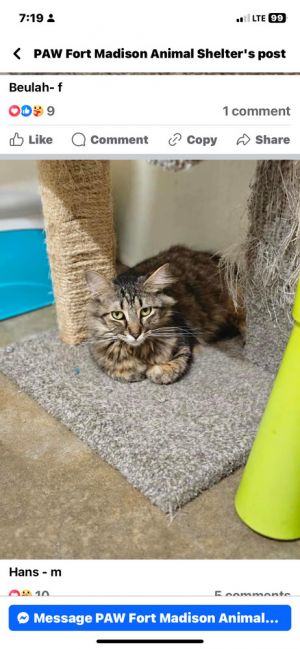 Hans, Young Male Domestic Long Hair