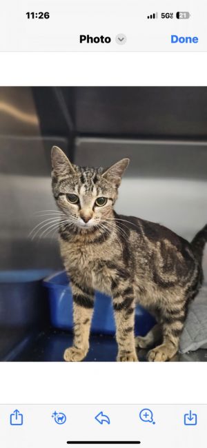 Marcie, Young Female Domestic Short Hair