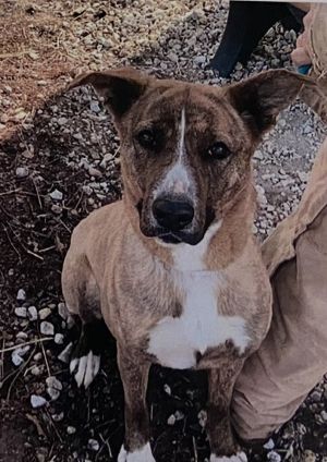 Zuri, Adult Female American Bulldog
