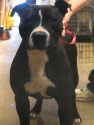 Myla +, Adult Female American Bulldog