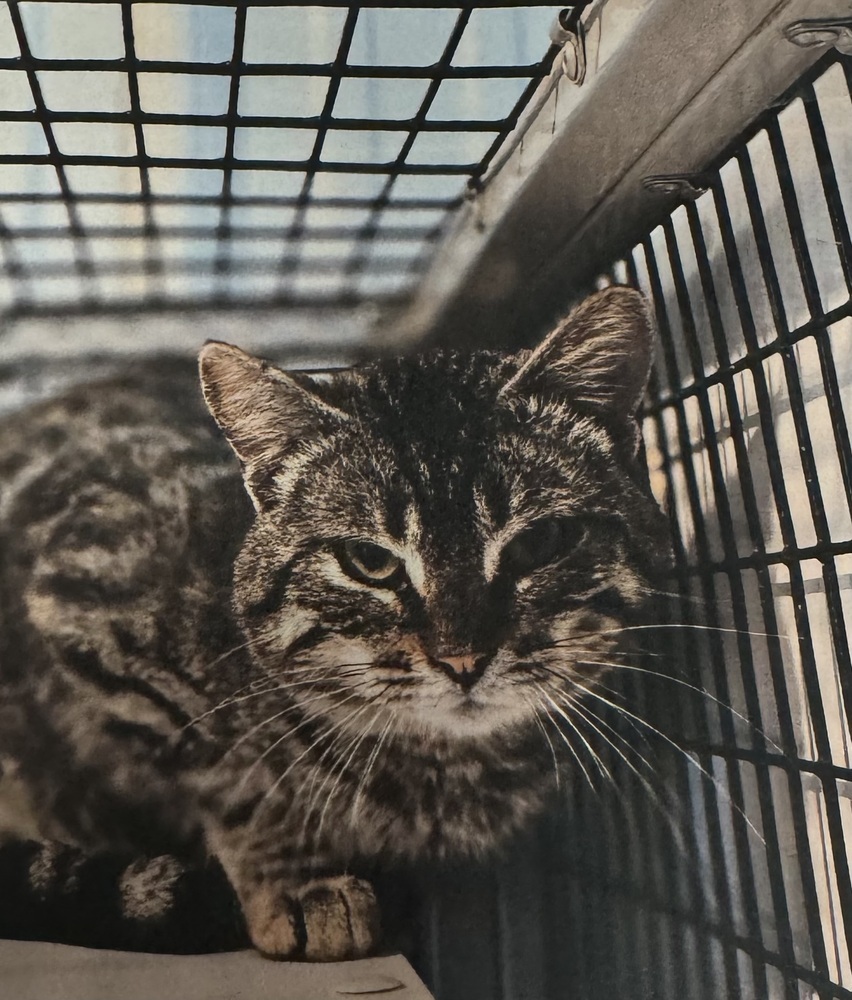 Parolee, an adoptable Domestic Short Hair in Fort Madison, IA, 52627 | Photo Image 1