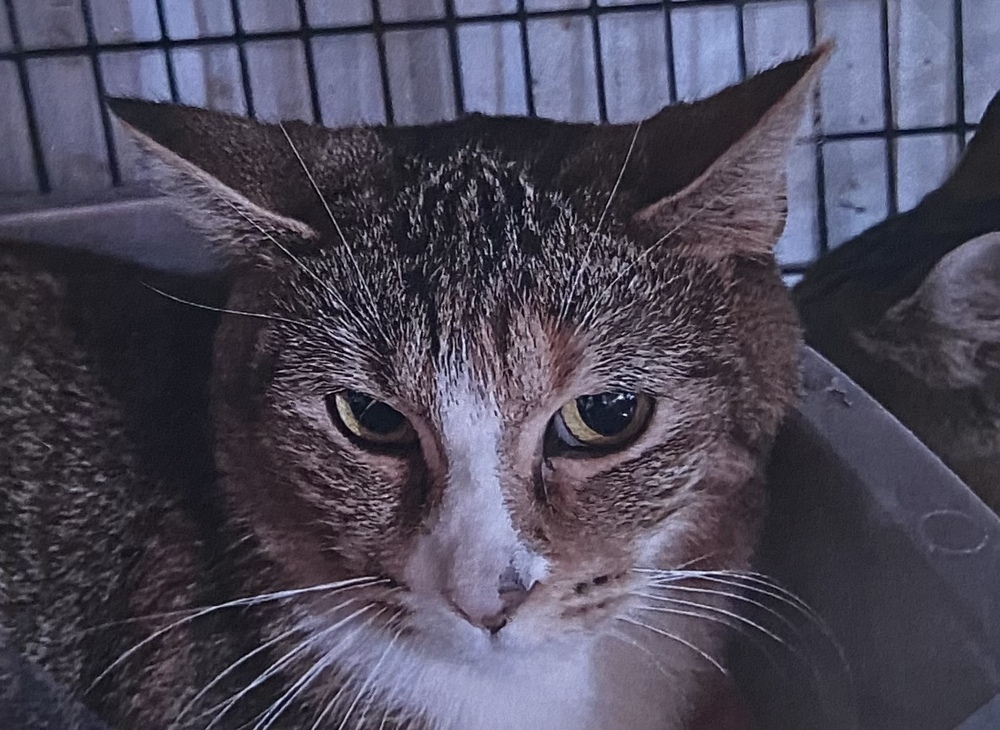 Missy, an adoptable Domestic Short Hair in Fort Madison, IA, 52627 | Photo Image 1