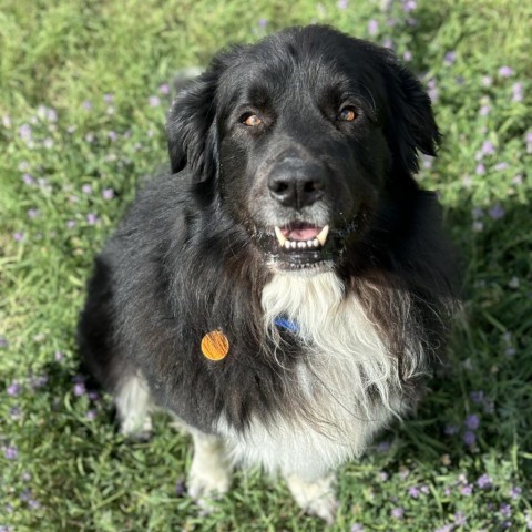 Odi, an adoptable Great Pyrenees, Newfoundland Dog in Glenwood Springs, CO, 81601 | Photo Image 1