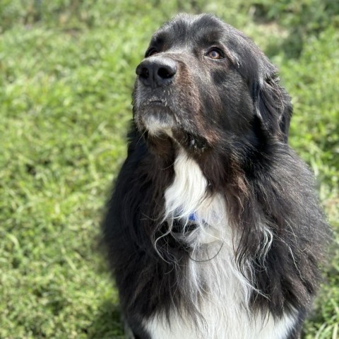 Odi, an adoptable Great Pyrenees, Newfoundland Dog in Glenwood Springs, CO, 81601 | Photo Image 2