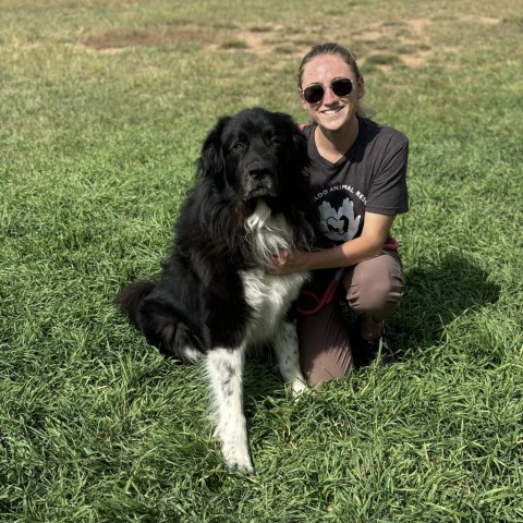 Odi, an adoptable Great Pyrenees, Newfoundland Dog in Glenwood Springs, CO, 81601 | Photo Image 3