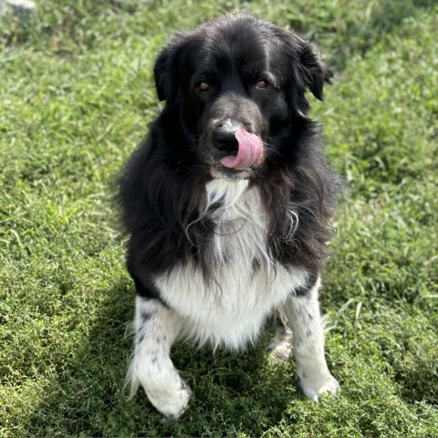 Odi, an adoptable Great Pyrenees, Newfoundland Dog in Glenwood Springs, CO, 81601 | Photo Image 4