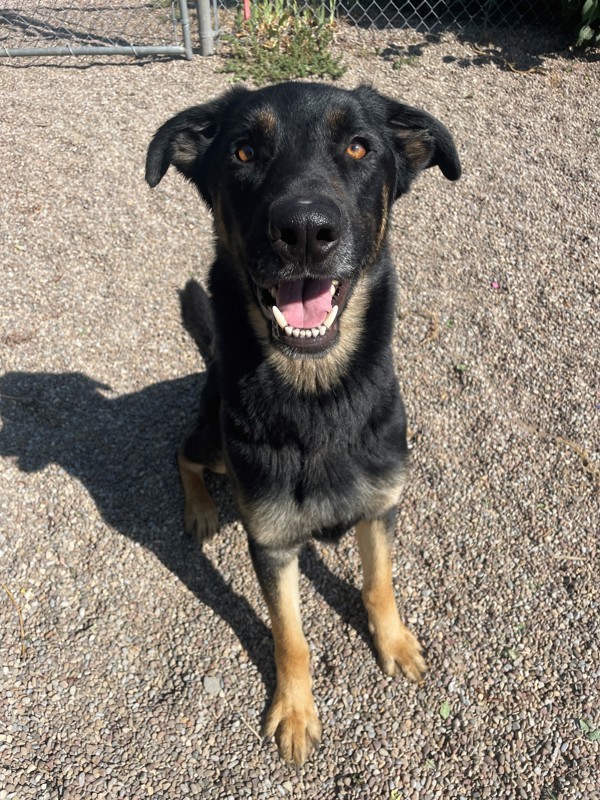 Cal, an adoptable Mixed Breed in Great Falls, MT, 59405 | Photo Image 1