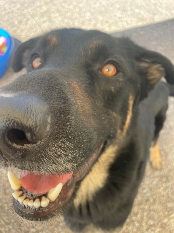 Cal, an adoptable Mixed Breed in Great Falls, MT, 59405 | Photo Image 3