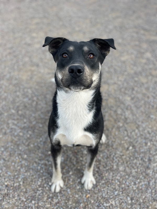 Chief, an adoptable Mixed Breed in Great Falls, MT, 59405 | Photo Image 4