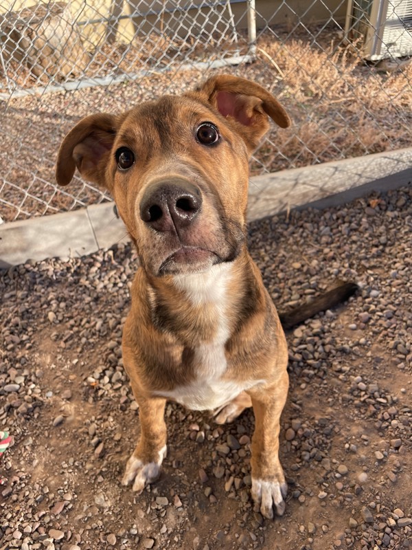 Zero, an adoptable Mixed Breed in Great Falls, MT, 59405 | Photo Image 2