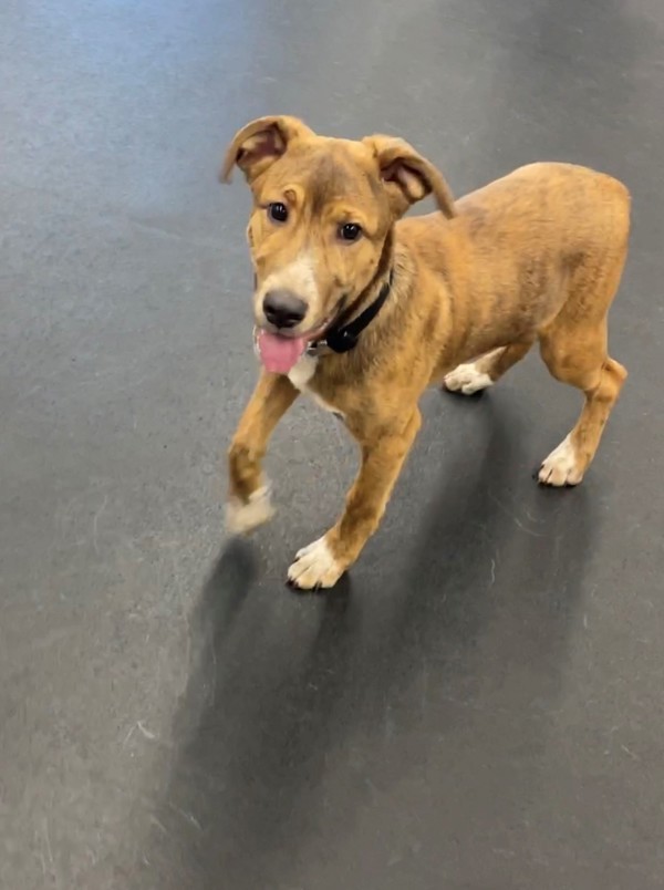 Zero, an adoptable Mixed Breed in Great Falls, MT, 59405 | Photo Image 5