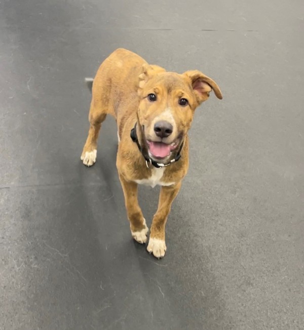 Zero, an adoptable Mixed Breed in Great Falls, MT, 59405 | Photo Image 6