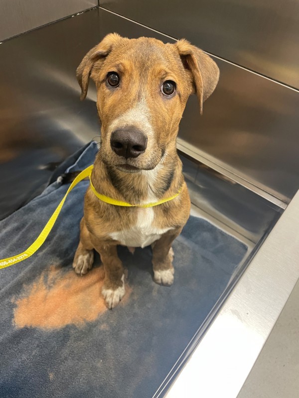 Zero, an adoptable Mixed Breed in Great Falls, MT, 59405 | Photo Image 7