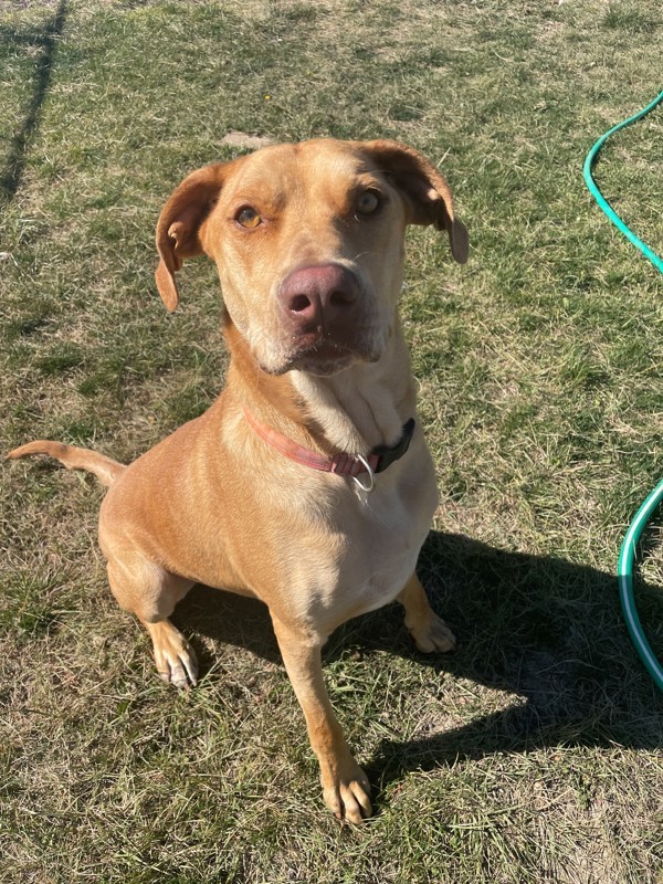 Pete, an adoptable Mixed Breed in Great Falls, MT, 59405 | Photo Image 1