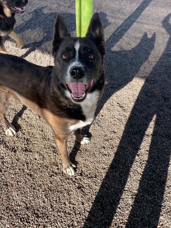 Bear, an adoptable Mixed Breed in Great Falls, MT, 59405 | Photo Image 4