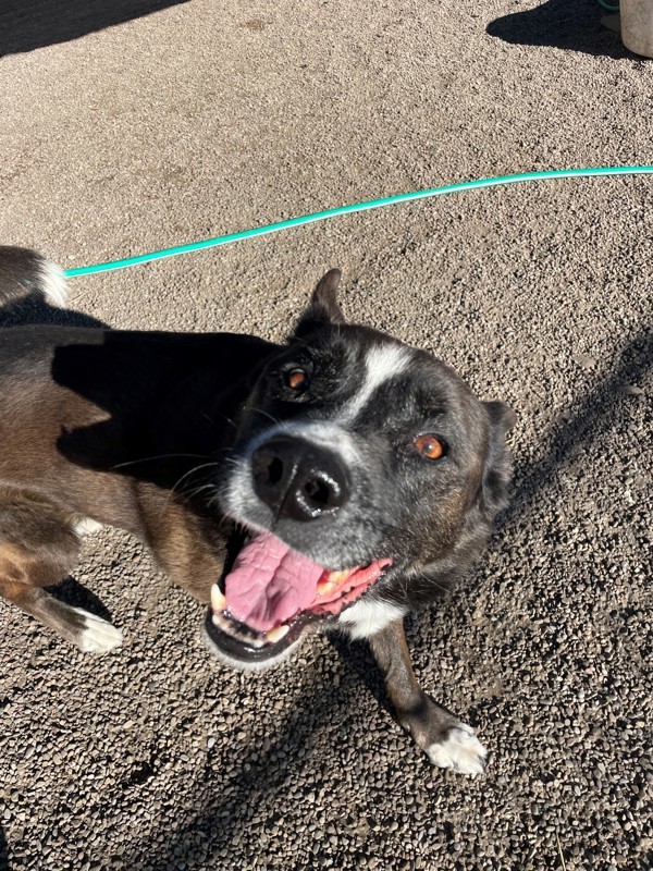 Bear, an adoptable Mixed Breed in Great Falls, MT, 59405 | Photo Image 5