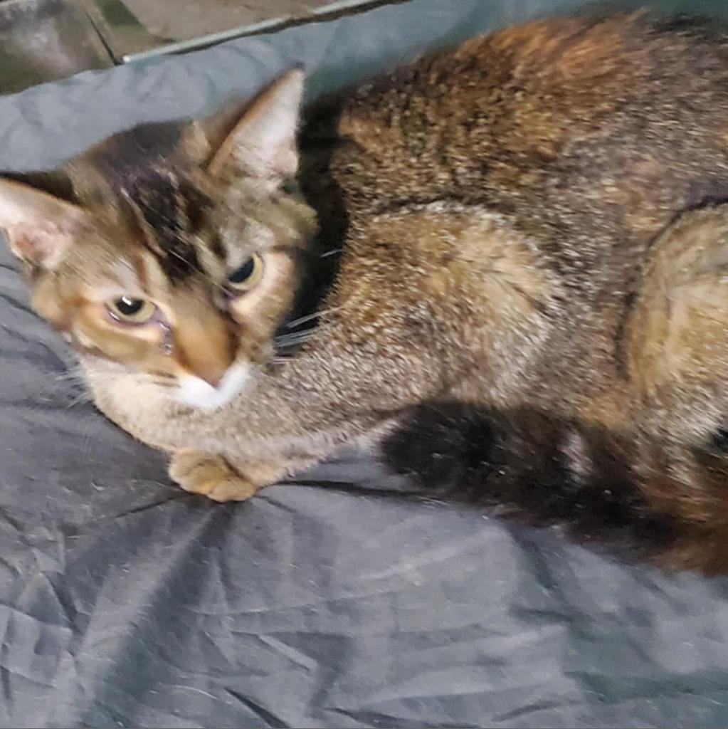 Skylar, an adoptable Domestic Short Hair in Union, MO, 63084 | Photo Image 1