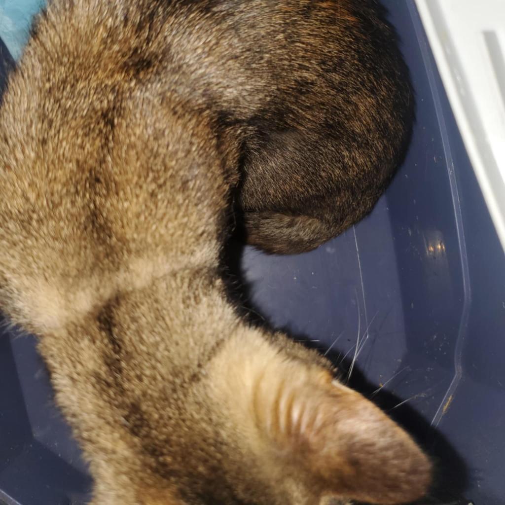 Skylar, an adoptable Domestic Short Hair in Union, MO, 63084 | Photo Image 2