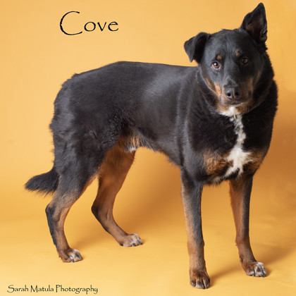 Cove, an adoptable Border Collie, Mixed Breed in Ruidoso, NM, 88345 | Photo Image 1