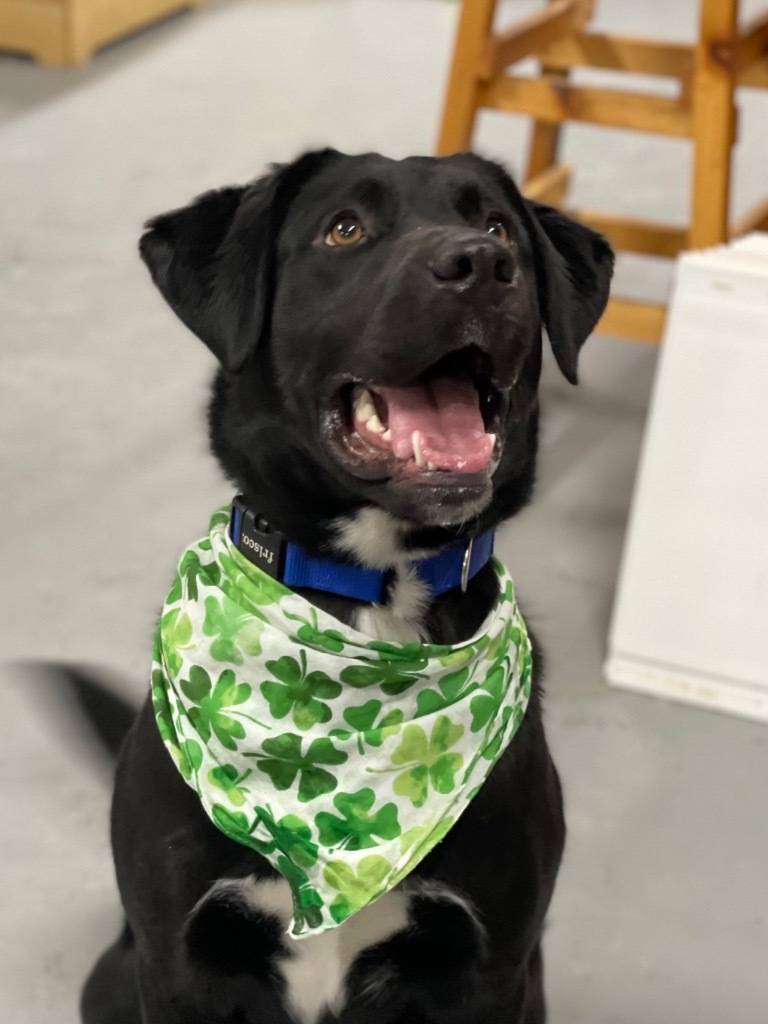 Ike, an adoptable Labrador Retriever, Border Collie in Glenfield, NY, 13343 | Photo Image 1