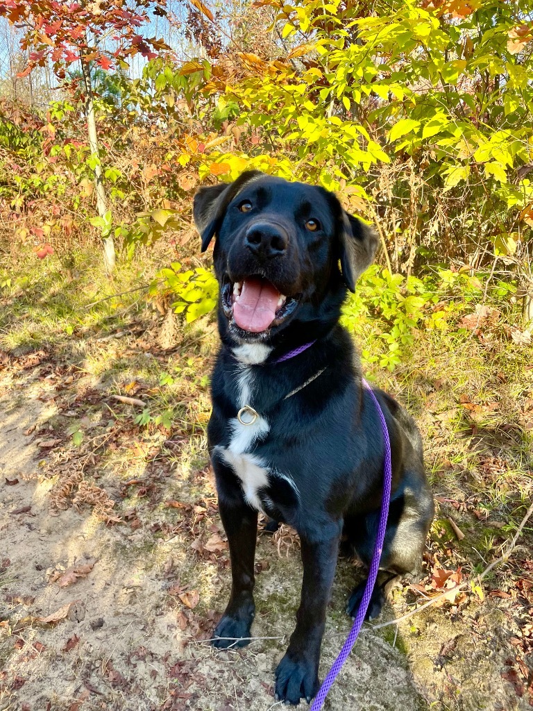 Ike, an adoptable Labrador Retriever, Border Collie in Glenfield, NY, 13343 | Photo Image 1