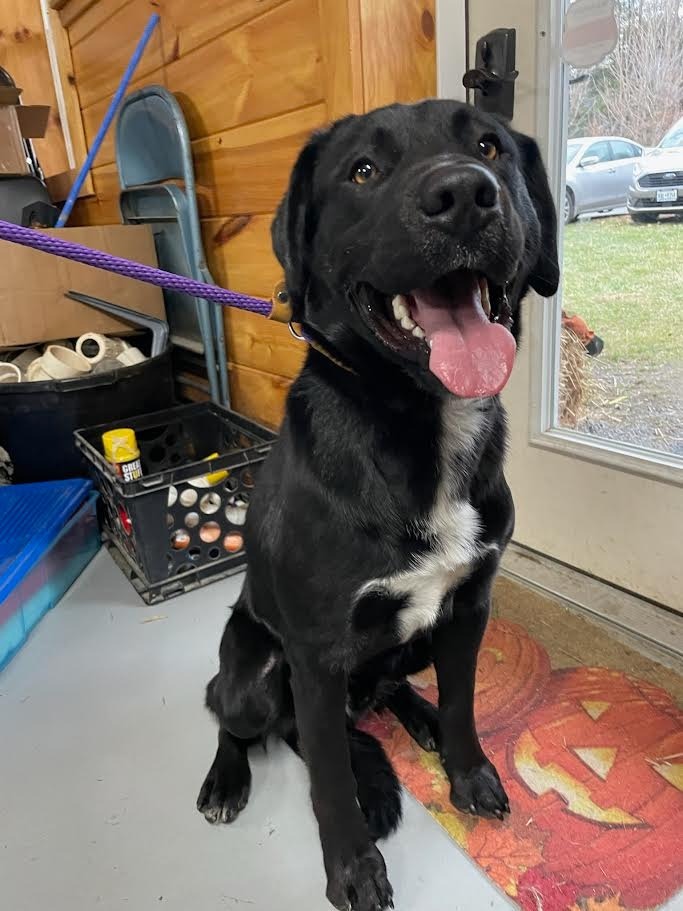 Ike, an adoptable Labrador Retriever, Border Collie in Glenfield, NY, 13343 | Photo Image 2
