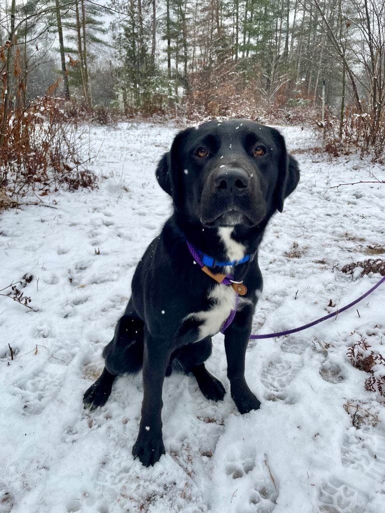 Ike, an adoptable Labrador Retriever, Border Collie in Glenfield, NY, 13343 | Photo Image 3