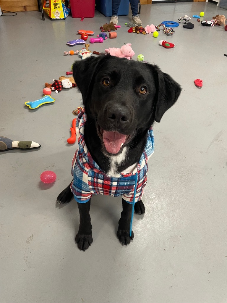 Ike, an adoptable Labrador Retriever, Border Collie in Glenfield, NY, 13343 | Photo Image 4
