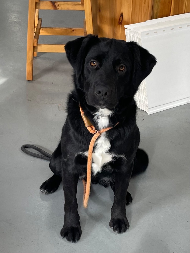Ike, an adoptable Labrador Retriever, Border Collie in Glenfield, NY, 13343 | Photo Image 5