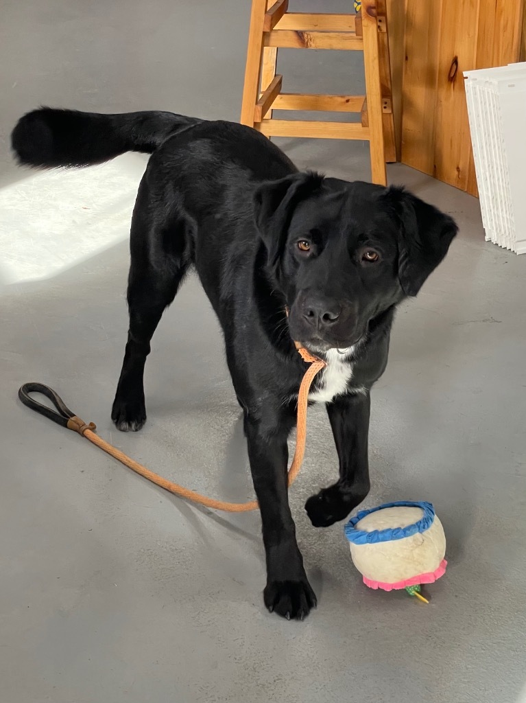 Ike, an adoptable Labrador Retriever, Border Collie in Glenfield, NY, 13343 | Photo Image 6
