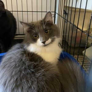 Rebel, Adult Male Domestic Long Hair