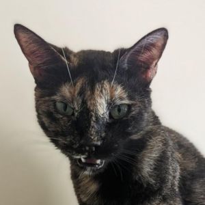 Norma Jean, Adult Female Domestic Short Hair