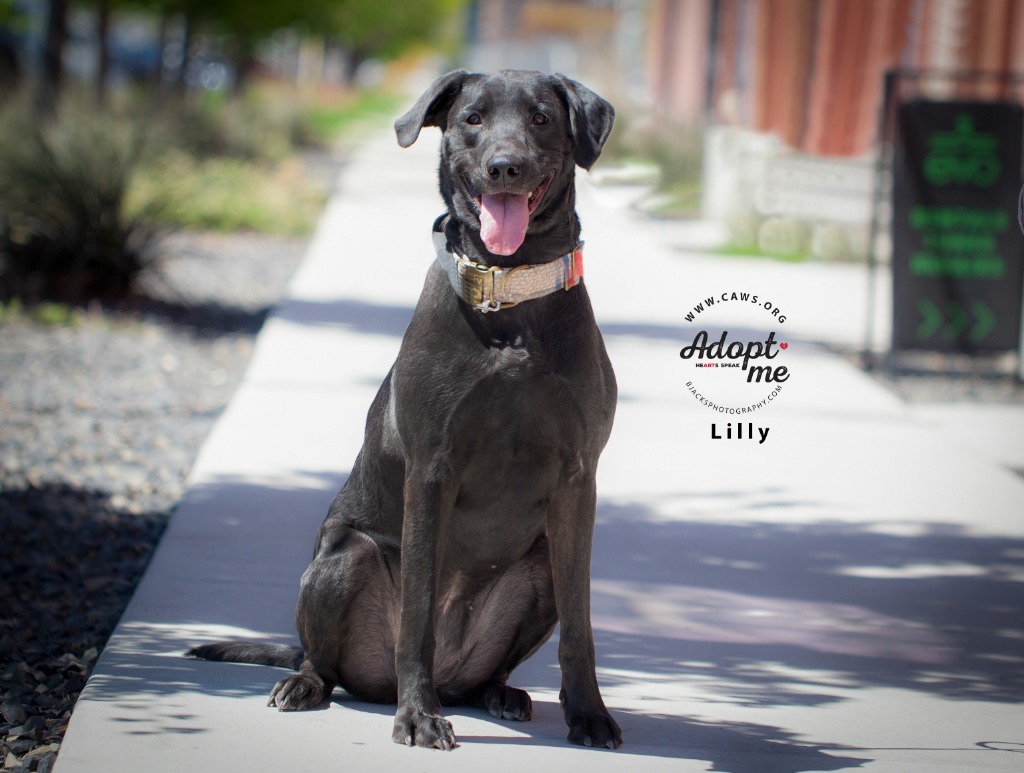 Lilly, an adoptable Labrador Retriever, German Shepherd Dog in Salt Lake City, UT, 84117 | Photo Image 1