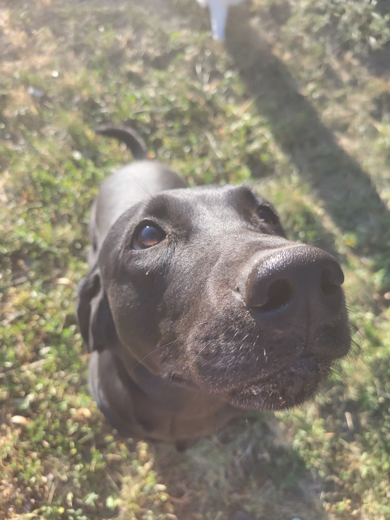 Lilly, an adoptable Labrador Retriever, German Shepherd Dog in Salt Lake City, UT, 84117 | Photo Image 2