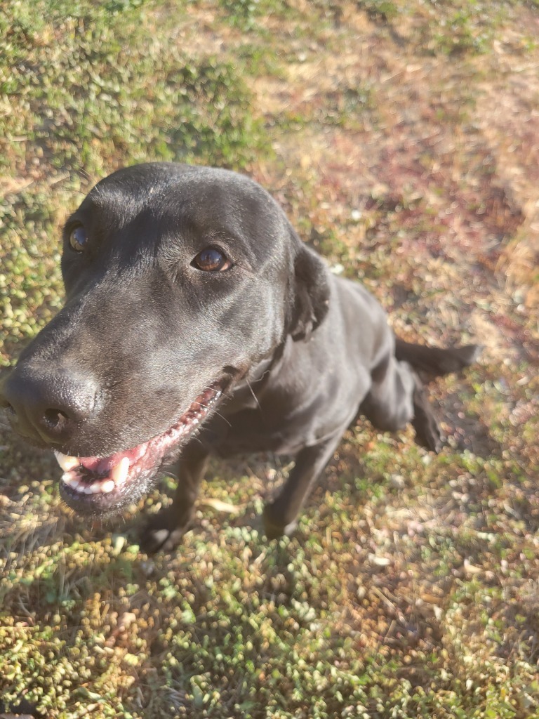 Lilly, an adoptable Labrador Retriever, German Shepherd Dog in Salt Lake City, UT, 84117 | Photo Image 4