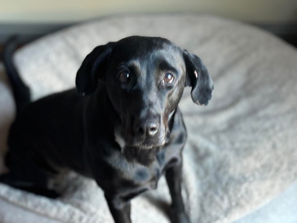 Lilly, an adoptable Labrador Retriever, German Shepherd Dog in Salt Lake City, UT, 84117 | Photo Image 5
