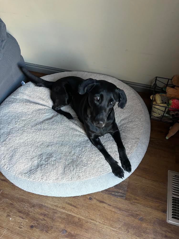 Lilly, an adoptable Labrador Retriever, German Shepherd Dog in Salt Lake City, UT, 84117 | Photo Image 6