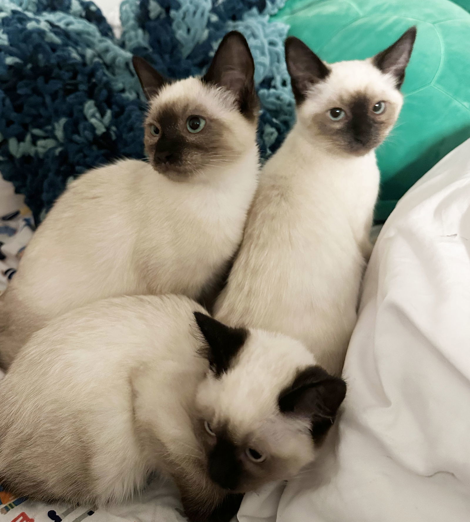 Flame, Ash, and Ember!, an adoptable Siamese, Ragdoll in Walnut Creek, CA, 94596 | Photo Image 1