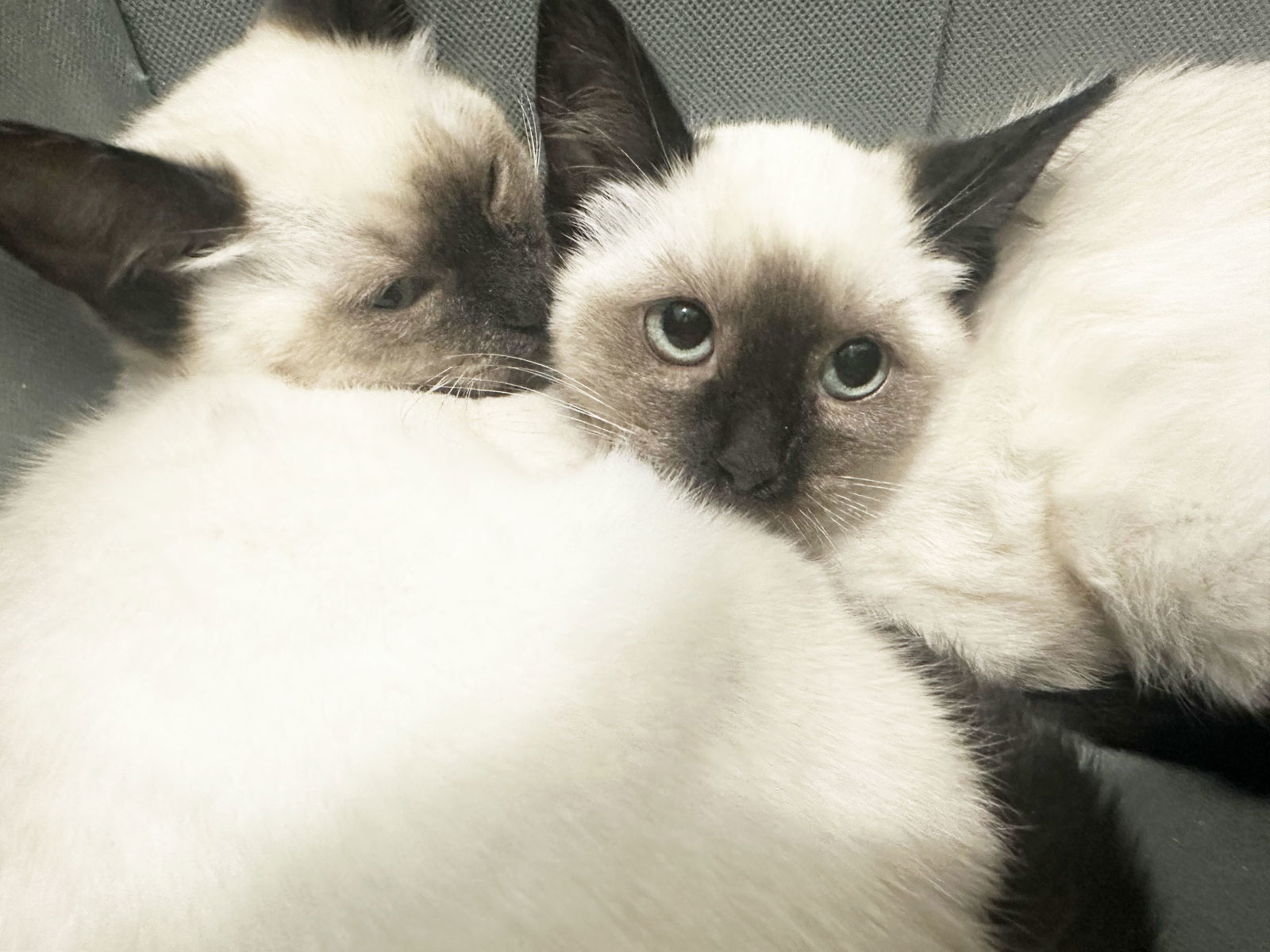 Flame, Ash, and Ember!, an adoptable Siamese, Ragdoll in Walnut Creek, CA, 94596 | Photo Image 2