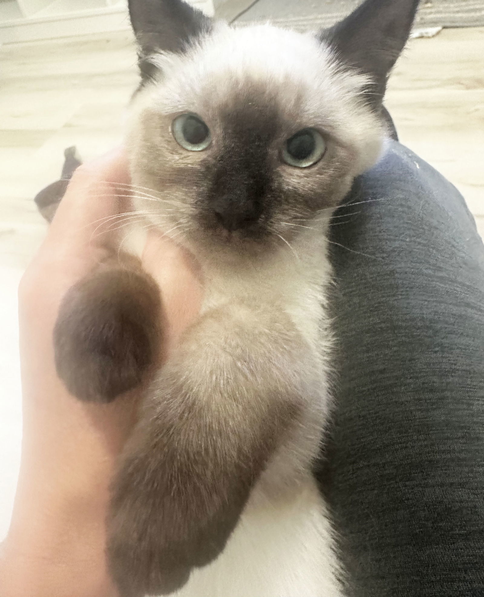 Flame, Ash, and Ember!, an adoptable Siamese, Ragdoll in Walnut Creek, CA, 94596 | Photo Image 3