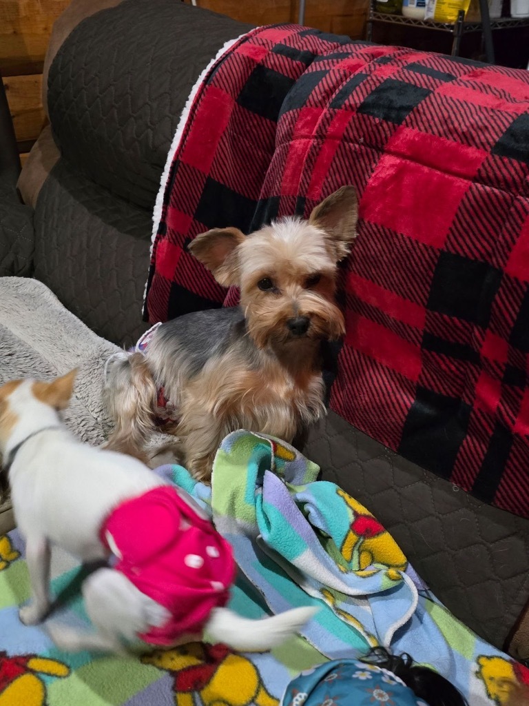 CINDER, an adoptable Yorkshire Terrier in Crandon, WI, 54520 | Photo Image 1