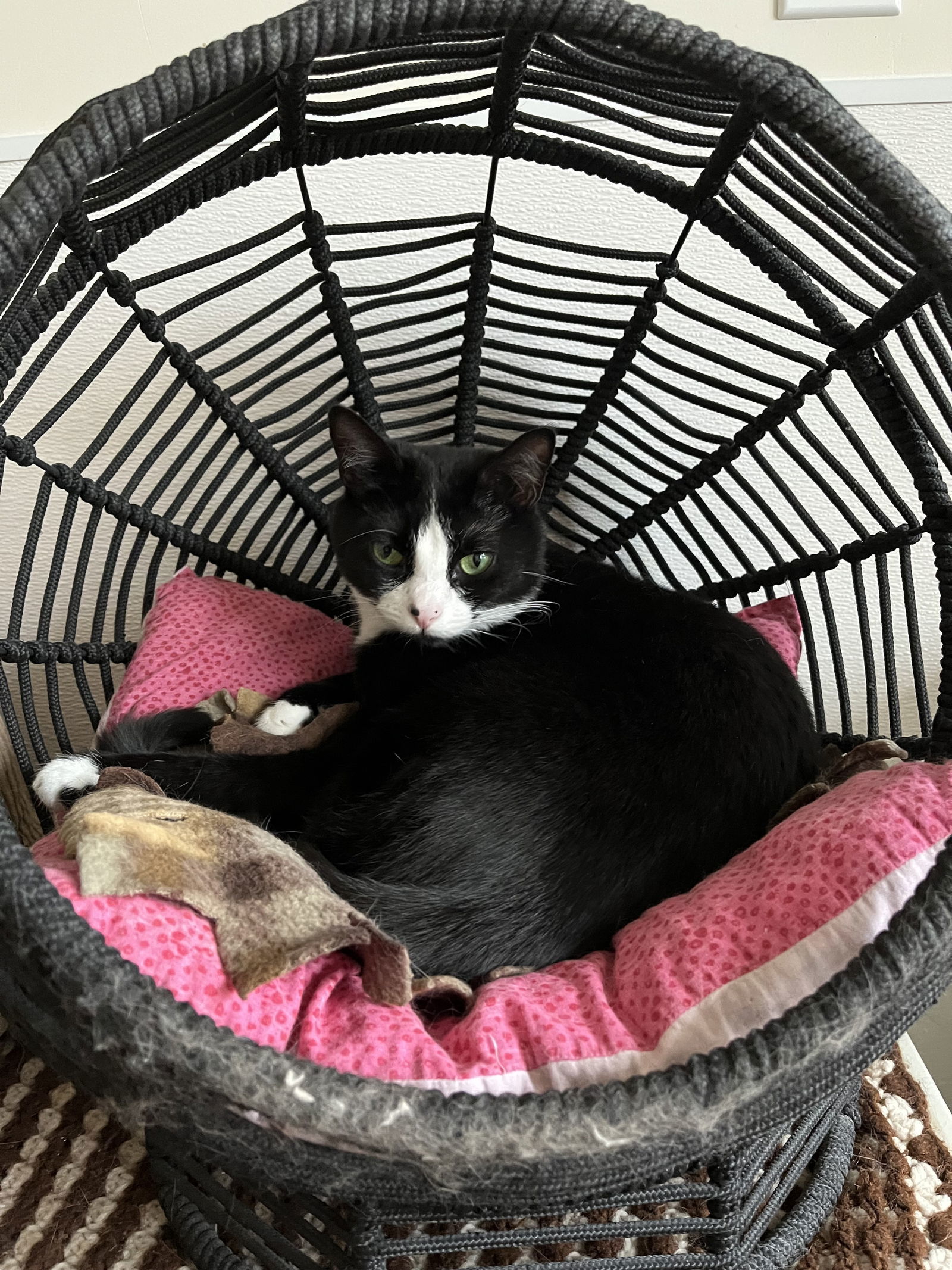 Macie, an adoptable Domestic Short Hair in Emmett, ID, 83617 | Photo Image 1