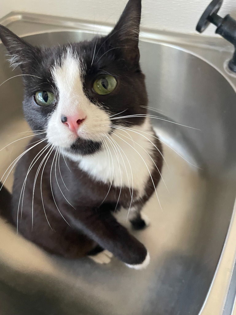 Macie, an adoptable Domestic Short Hair in Emmett, ID, 83617 | Photo Image 2