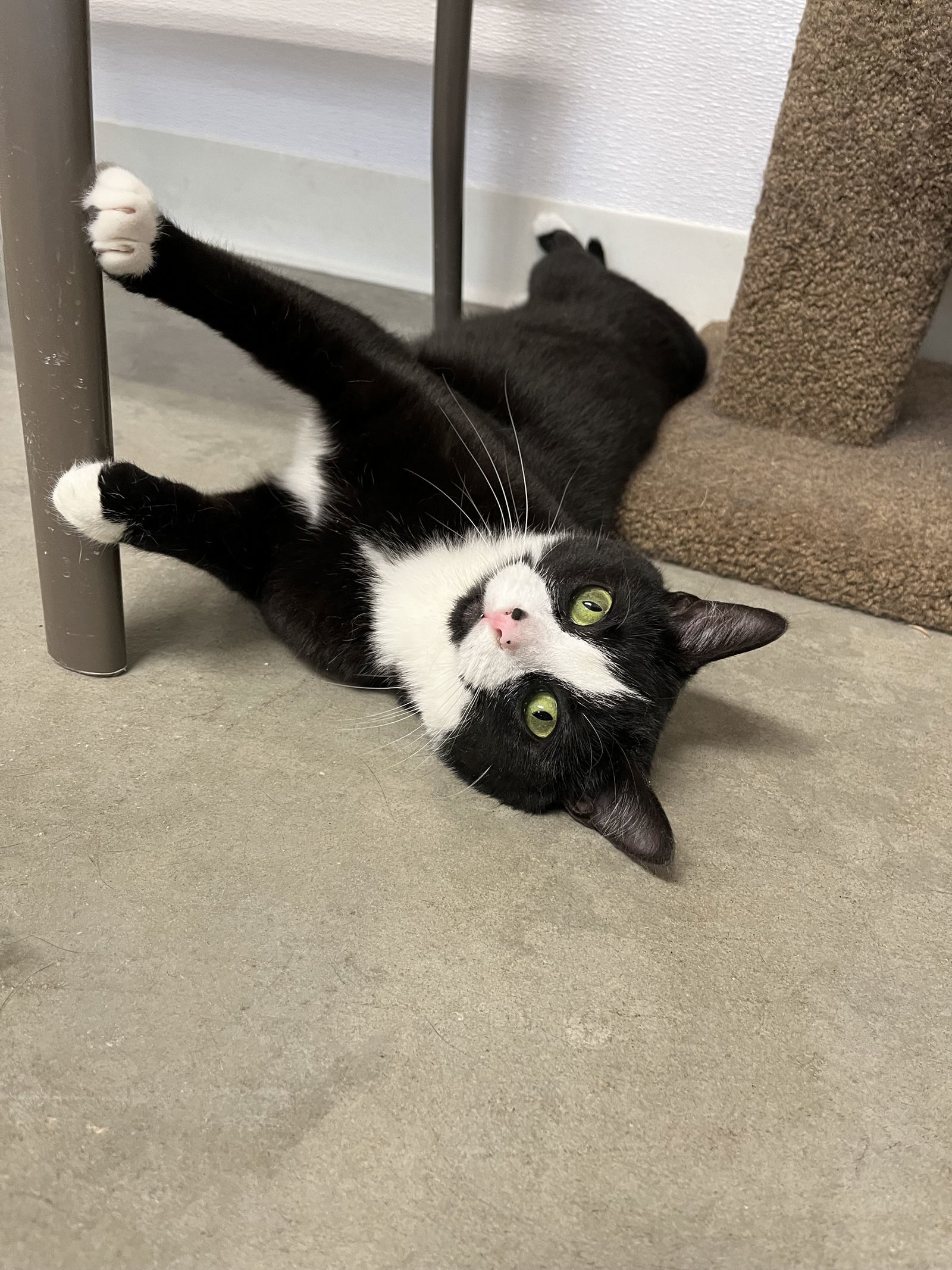 Macie, an adoptable Domestic Short Hair in Emmett, ID, 83617 | Photo Image 3