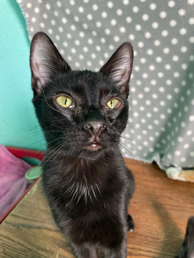 Quincy, an adoptable Domestic Short Hair in Emmett, ID, 83617 | Photo Image 1