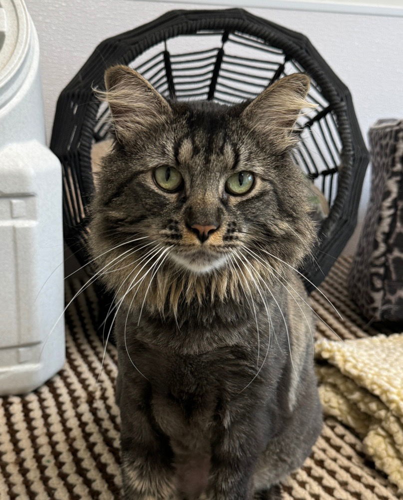 Annie, an adoptable Domestic Long Hair in Emmett, ID, 83617 | Photo Image 1