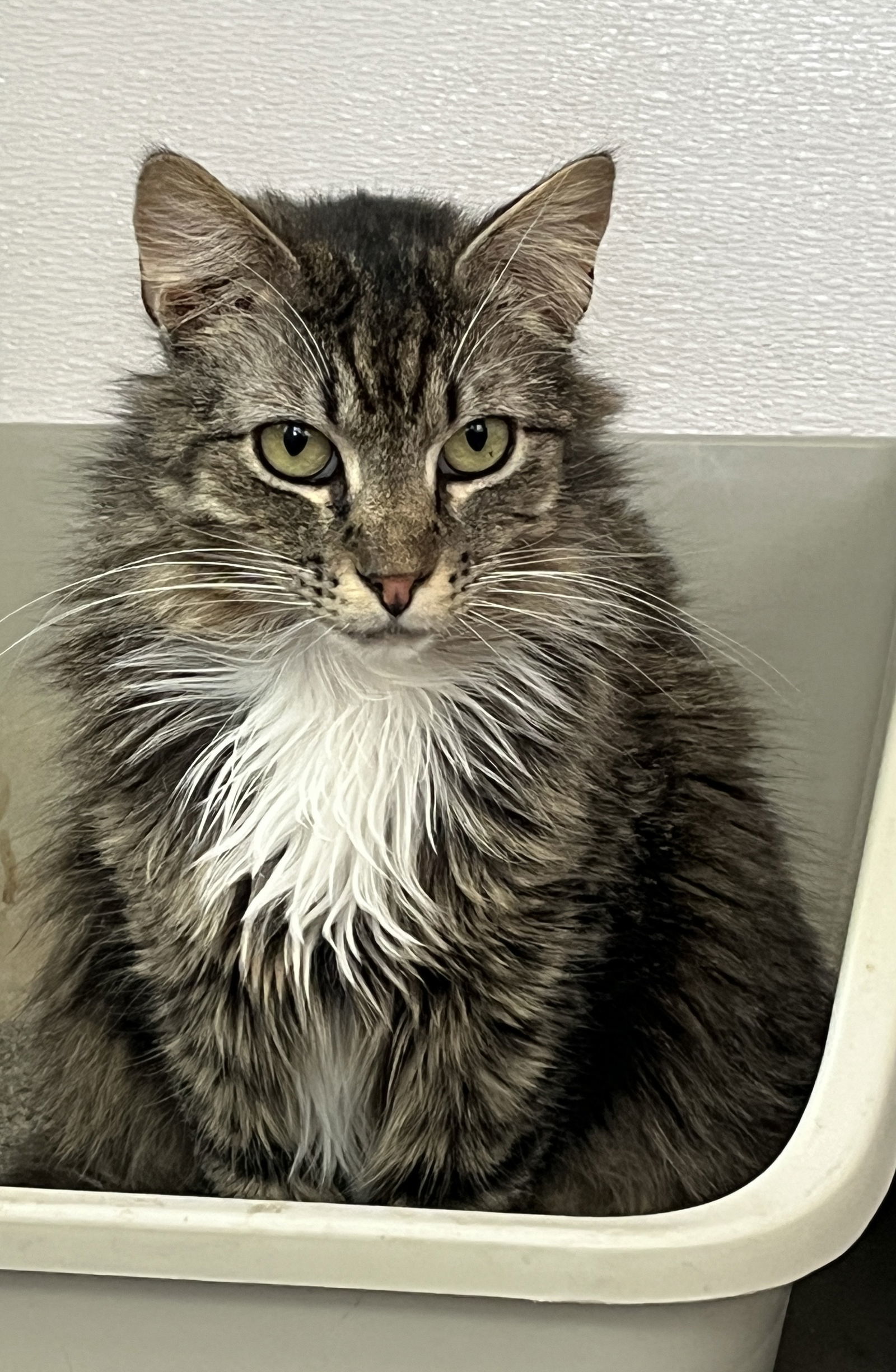 Frank, an adoptable Domestic Long Hair in Emmett, ID, 83617 | Photo Image 1